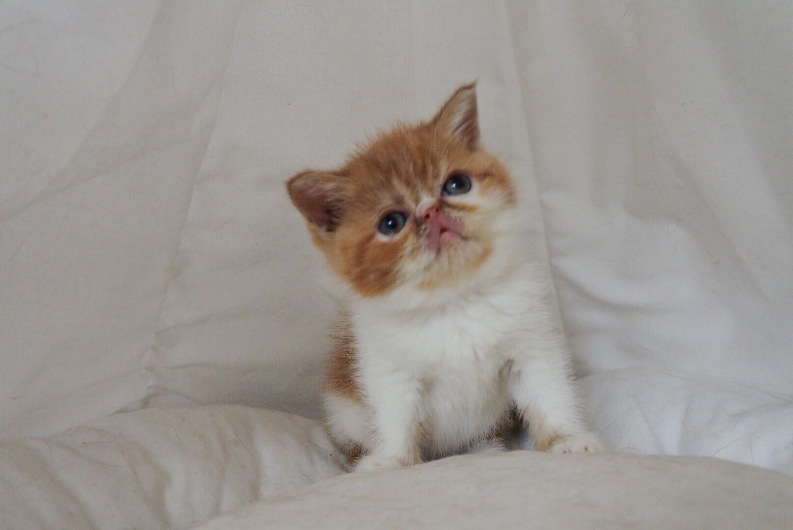 加菲猫妹妹幼猫 疫苗驱虫全打 无猫藓非常粘人可爱